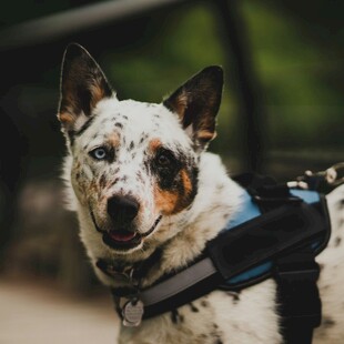 斑点犬穿背带神情专注