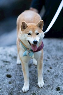 可爱柴犬吐舌站在户外