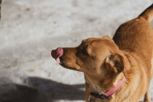 吐舌的可爱棕色宠物犬