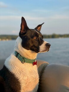 湖畔萌犬眺望美好时光
