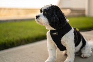 黑白萌犬户外乖巧坐姿