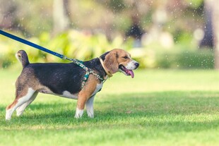 草地上的可爱牵绳小猎犬