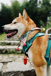 帅气柴犬佩戴亮眼装备
