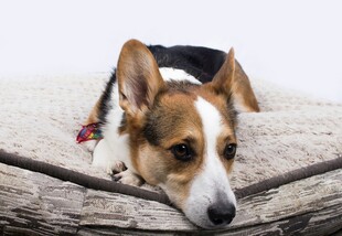 趴着休息的三色柯基犬