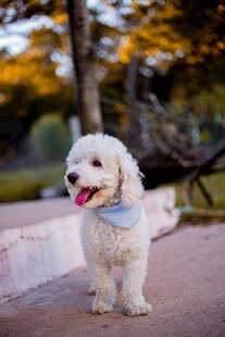 可爱白犬户外开心模样