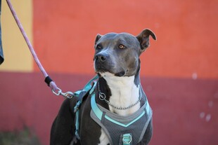 帅气牵绳比特犬