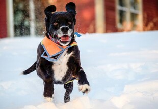 雪地中欢快奔跑的小狗