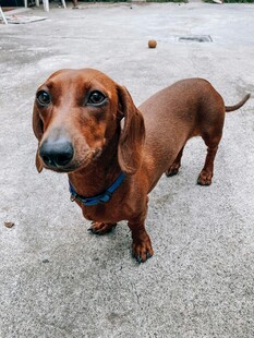 可爱腊肠犬户外呆萌模样