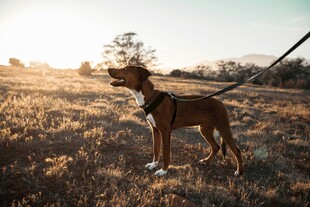 夕阳下拴绳站立的狗狗