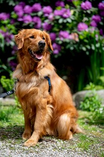 阳光下的金毛犬