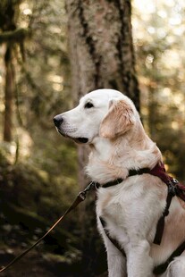 林间拉布拉多犬的惬意时刻