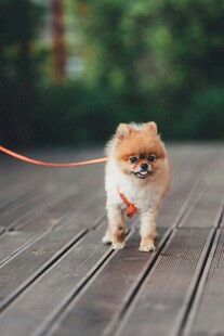 可爱博美犬被牵引漫步