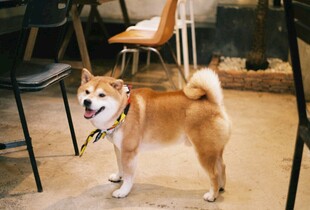 可爱柴犬室内欢乐站立