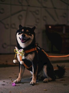 可爱柴犬佩戴饰品乖巧端坐