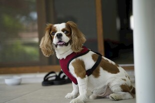 小猎犬