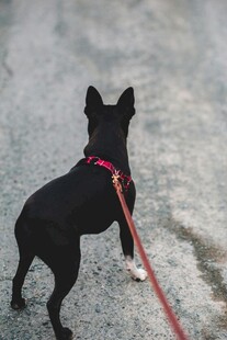 黑犬系红绳漫步在路上