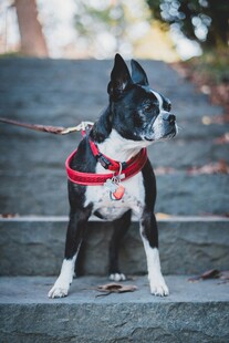 台阶上的可爱波士顿梗犬