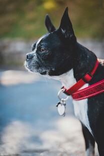 可爱波士顿梗犬系红绳