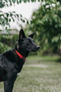 黑犬戴红项圈立在草地