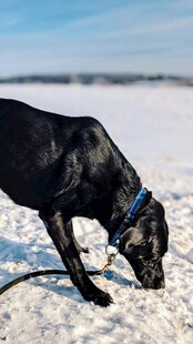 雪地中嗅闻的黑色大狗
