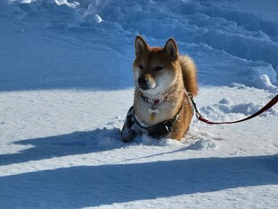 雪地中被拴绳的可爱柴犬