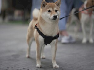 帅气柴犬街头漫步