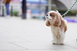 牵绳的可爱查尔斯王小猎犬