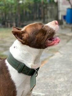 仰头吠叫的帅气宠物犬