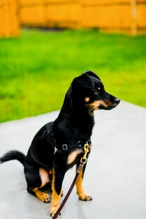 可爱腊肠犬户外乖巧模样