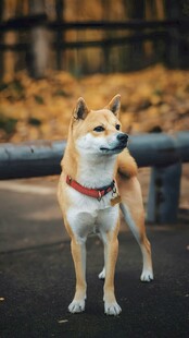可爱柴犬户外站立瞬间