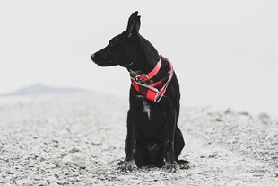 黑犬戴红项圈坐雪地