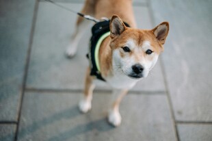 可爱站立柴犬