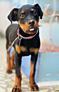 可爱杜宾犬户外小模样