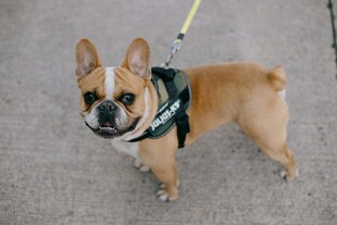 可爱法斗犬户外站立照