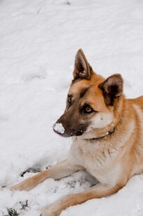 雪地中的躺卧狗狗