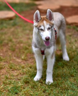 可爱哈士奇幼犬站在草地