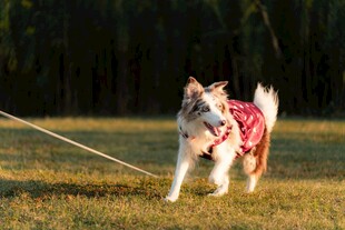 奔跑的穿红衣宠物犬