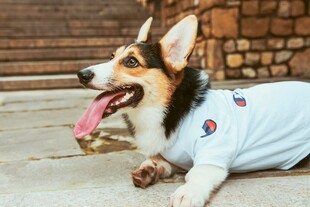 穿T恤的可爱柯基犬