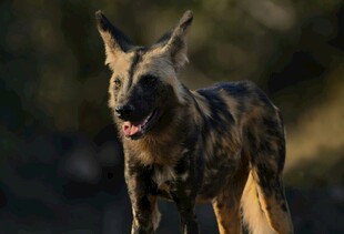 非洲野犬特写