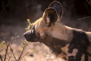 非洲野犬侧视图