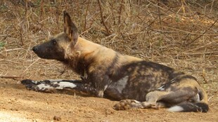 野外休憩的非洲野犬