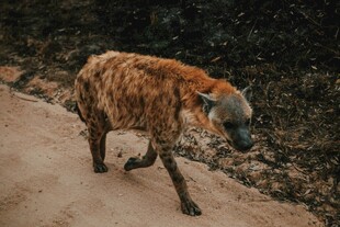 行走的鬣狗