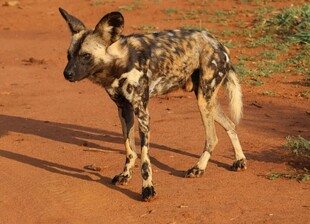 非洲野犬站立在红土地上