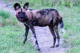 野外站立的非洲野犬