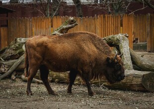 围栏中的棕色野牛