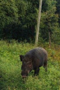 野外觅食的野猪