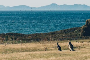 海边草地的两只袋鼠