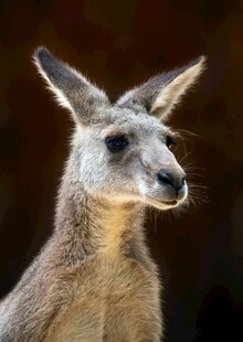 站立的袋鼠