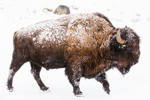 雪地中的野牛
