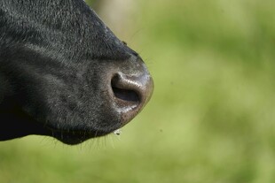 黑牛口鼻特写